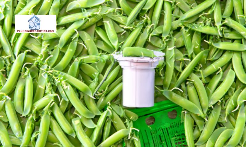 Preventive Measures for Pea Trap Smell